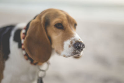 Close-up of dog