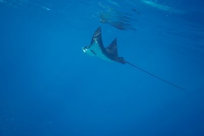 Fish swimming in sea