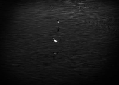High angle view of ducks swimming in lake