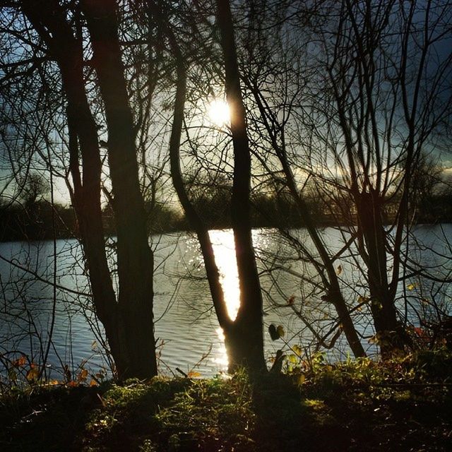 sun, tree, water, tranquility, tranquil scene, sunset, silhouette, lake, scenics, beauty in nature, reflection, branch, nature, tree trunk, sunlight, sky, bare tree, idyllic, growth, lakeshore