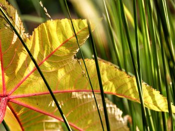 Close-up of fresh green leaves