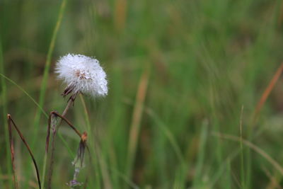 Close-up of dandelion flower on field