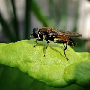 Close-up of fly on leaf