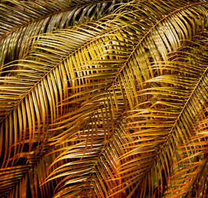 Full frame shot of palm trees