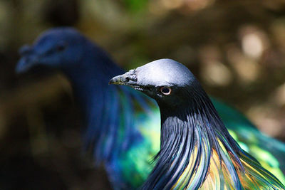 Close-up of bird perching on leaf