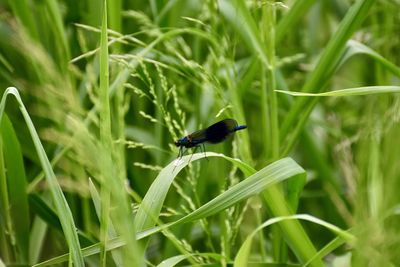 Close-up of insect on grass