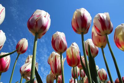 Close-up of pink tulips