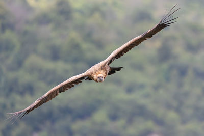 Low angle view of bird flying against sky