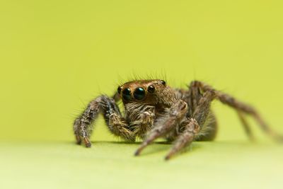 Close-up of jumping spider on green background