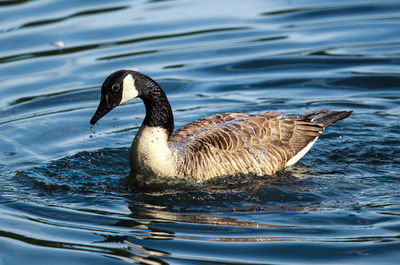 Canada goose swimming in lake