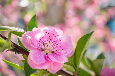 Close-up of pink flowering plant