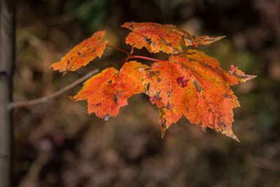 Close-up of orange maple leaves on tree