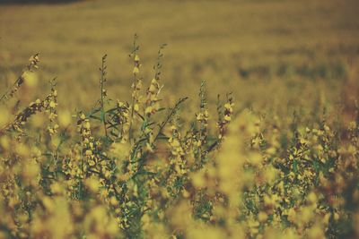 Plants growing on field