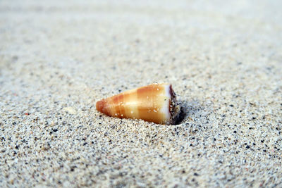 Close-up of crab on sand