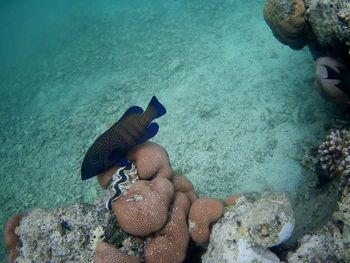 Beautiful tropical fish, marsa alam, egypt