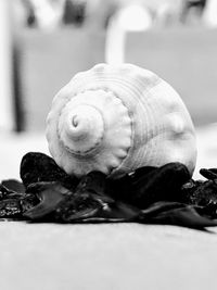 Close-up of snail