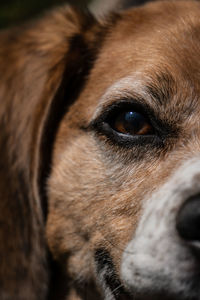 Close-up portrait of dog