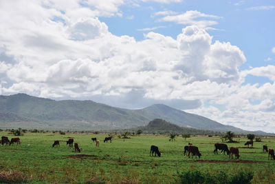 Sheep grazing on field against sky