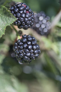 Close-up of berries growing on plant