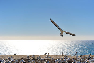 Seagulls flying over sea against clear sky