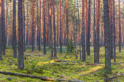 Trees in forest