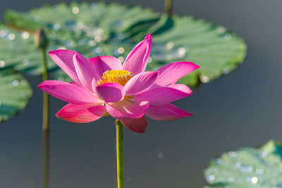 Close-up of pink water lily