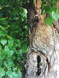 Close-up of bird perching on tree