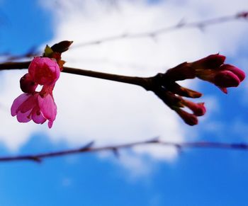 Low angle view of pink flowers on branch against sky