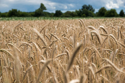 Scenic view of wheat field