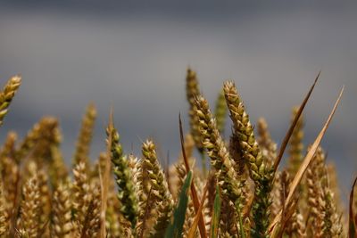 Close-up of wheat growing on field against sky