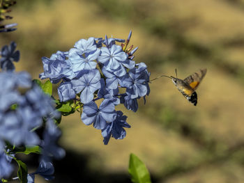 Close-up of butterfly pollinating on flower