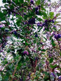 Low angle view of apple blossoms on tree