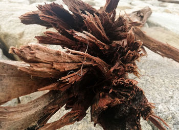 Close-up of wilted tree trunk