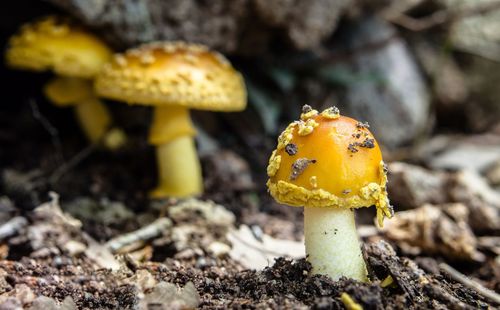 Close-up of yellow mushroom growing on field