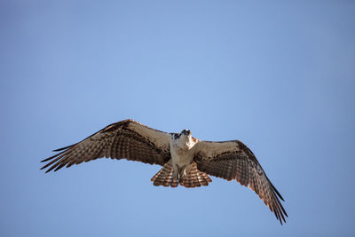 Osprey bird of prey pandion haliaetus flying across a blue sky over clam pass in naples, florida 