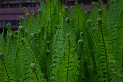 Close-up of fern