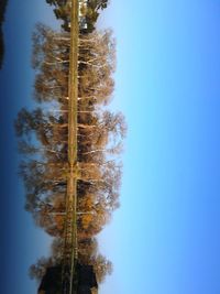 Low angle view of pine trees against sky during winter
