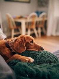 Dog resting on sofa at home