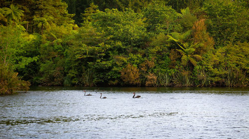 View of ducks swimming in lake