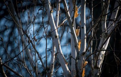 Close-up of snow on branch against sky