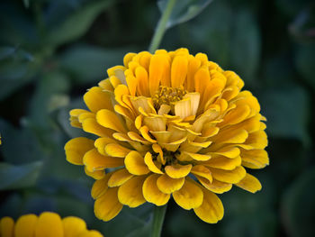 Close-up of yellow flowering plant