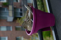 Close-up of a bird