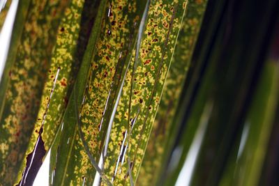 Close-up of fresh green leaf on plant