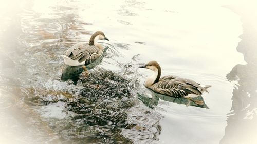 Duck swimming in lake