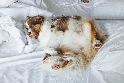 Dog sleeping on bed