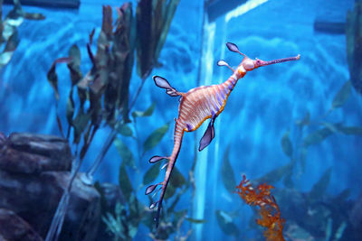 Close-up of fish swimming in aquarium