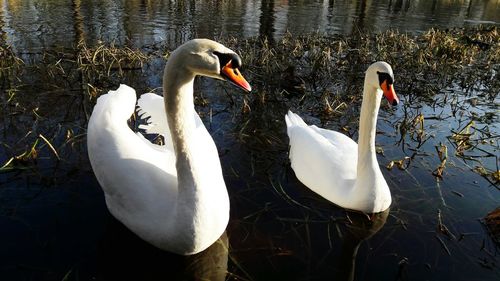 Swan floating on lake