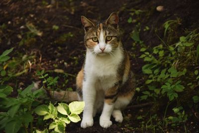 Portrait of cat sitting in forest