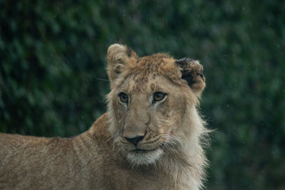 Portrait of a lion