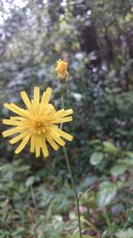 Close-up of yellow flowering plant